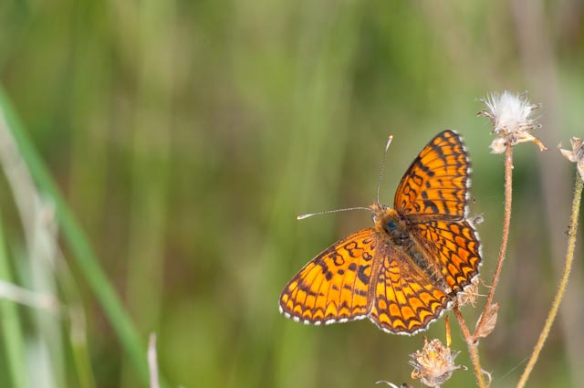 determinazione 6 - Melitaea phoebe